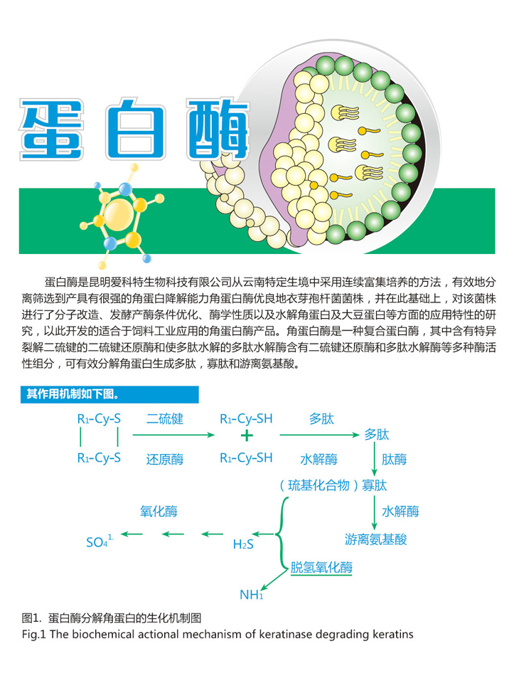 蛋白酶1.jpg