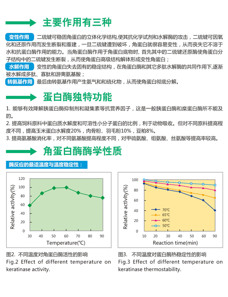 蛋白酶2.jpg